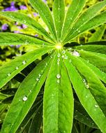 Drops Raindrops macro