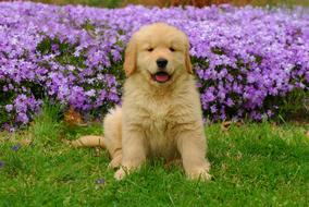 Golden Retriever near purple flowers
