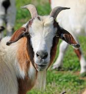 goat head close-up in the meadow