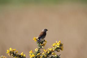 enchanting Linnet Bird on Gorse tree