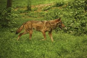 wolf on green grass in the wild