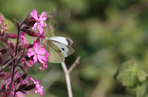 Butterfly Flower Nature