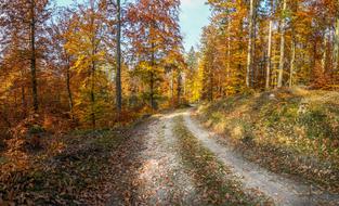 road in the golden autumn forest