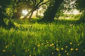 Bloom Blossom Field