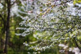 Blossom Flora macro blur