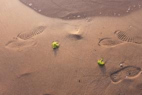 flowers with footprints in the sand
