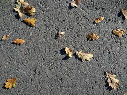 Autumn Leaves Road