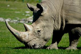 Rhinoceros Head Wildlife