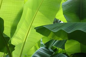 Banana Shrub Plant Nature