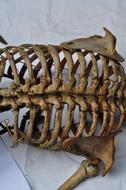 Skeleton Back