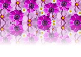 flowers nature flora bloom purple