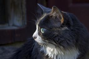 black and white cat on a dark background