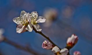 Beautiful white Flowers Plum