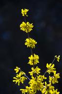 Forsythia Bush Spring Beautiful