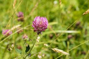 Flower Grass Austria