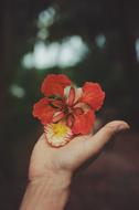 Bloom Blossom Flora