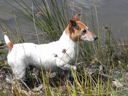 stunningly beautiful Jack Russel