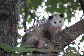 incredible Possum Opossum Animal
