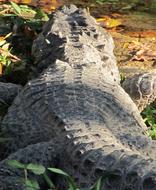 American Alligator Rear View