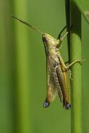 small Grasshopper Insect