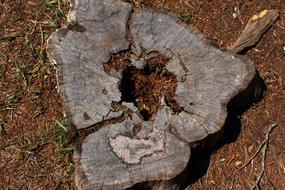 Nature Trunk Tree