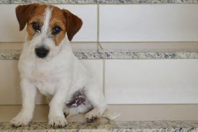 puppy jack russell terrier sits on the steps