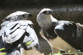 Birds staring into the distance