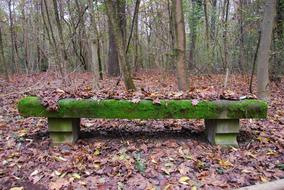 Bench Moss Autumn