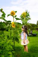 a little girl stands near a sunflower