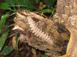 centipede on the tree trunk