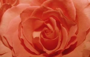 Apricot Rose drawing