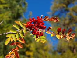 Plant Berry Swiss Alps Rowan