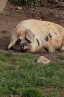 spotted pig on the grass on the farm