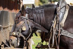 Horses Eat Coupling