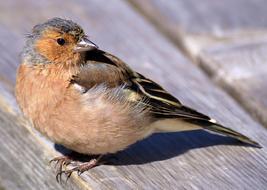 wildlife Chaffinch Bird