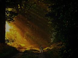 Hare sits on Path in Forest at sunlight