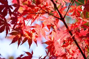 Japanese Landscape Natural leaves