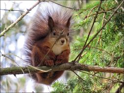 enchanting Squirrel Animal