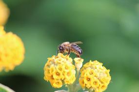 Bee Blossom Bloom