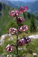 Turk&#39;S Cap Lily Flower Blossom