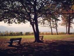 Pause Fall Bench