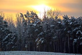 Winter Snow Forest