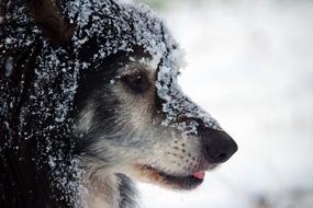 Dog Border Collie in the snow close up