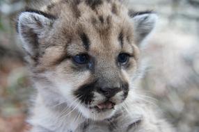cub of Mountain Lion, Portrait