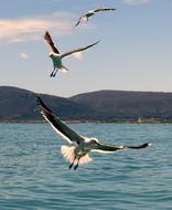 South Africa Wildlife