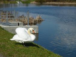 white swan on the green lakeside in spring