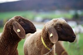 Sheep View