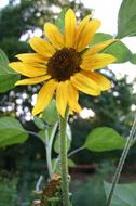 ornamental Sunflower with brown core and Yellow petals