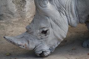 wildlife Rhinoceros Animal