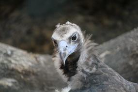 photo of a bird of prey in Peru